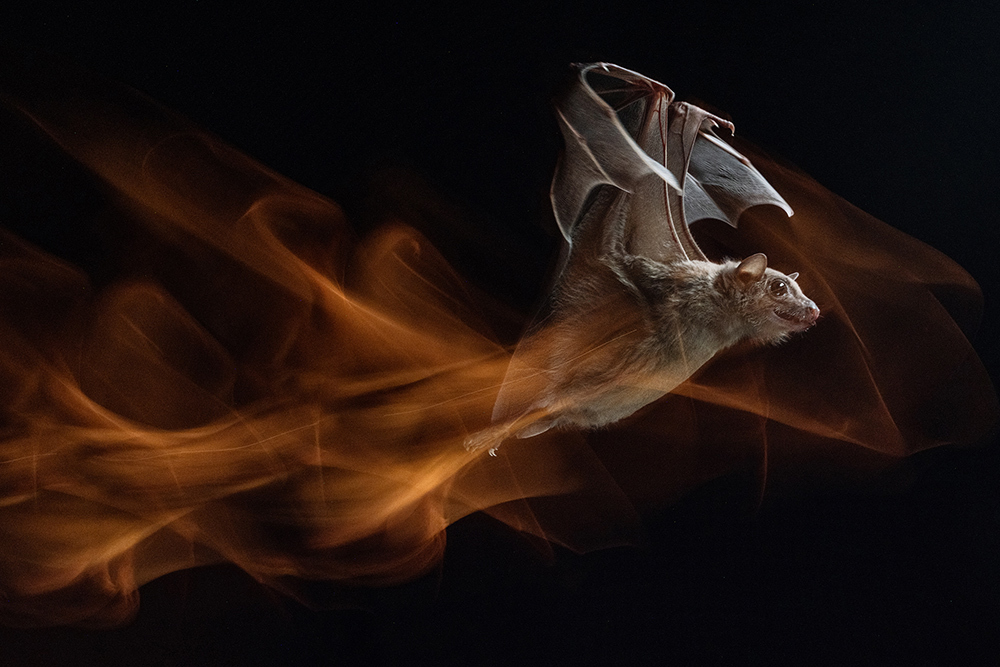 Flying bat with what looks like fire behind it.