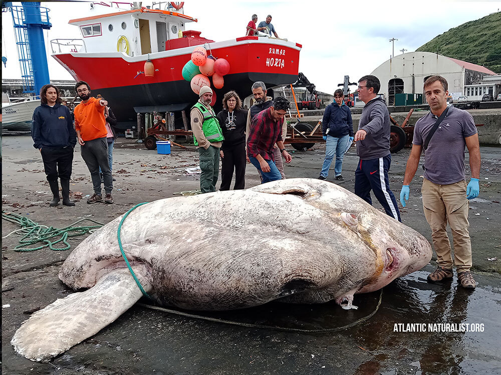 A giant fish carcass lies on the pavement with boats in the background