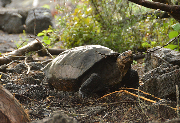 The Fernandina giant tortoise was last confirmed alive in 1906.