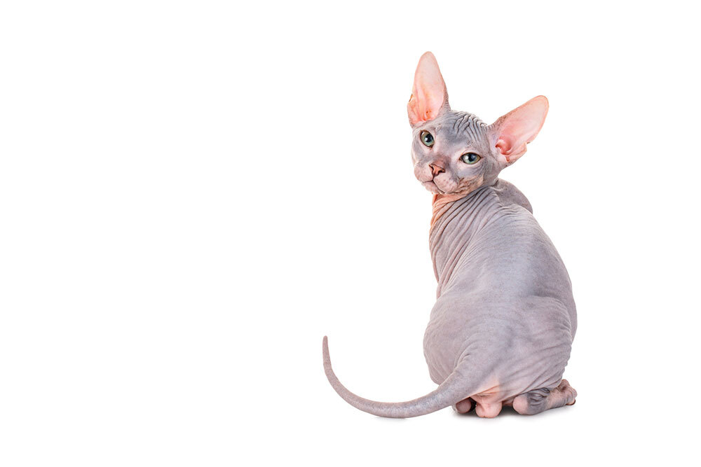 A solo sphinx cat looks over its shoulder. The background is white.