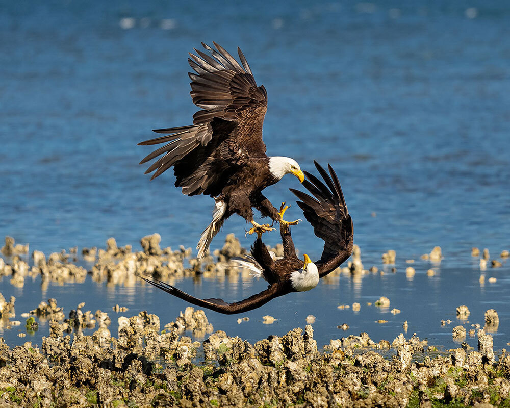 Two eagles fly while holding talons