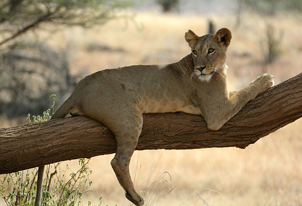 A lioness named Nadala lays on a tree in Kenya's Samburu National Reserve, where lions live solitary lives.