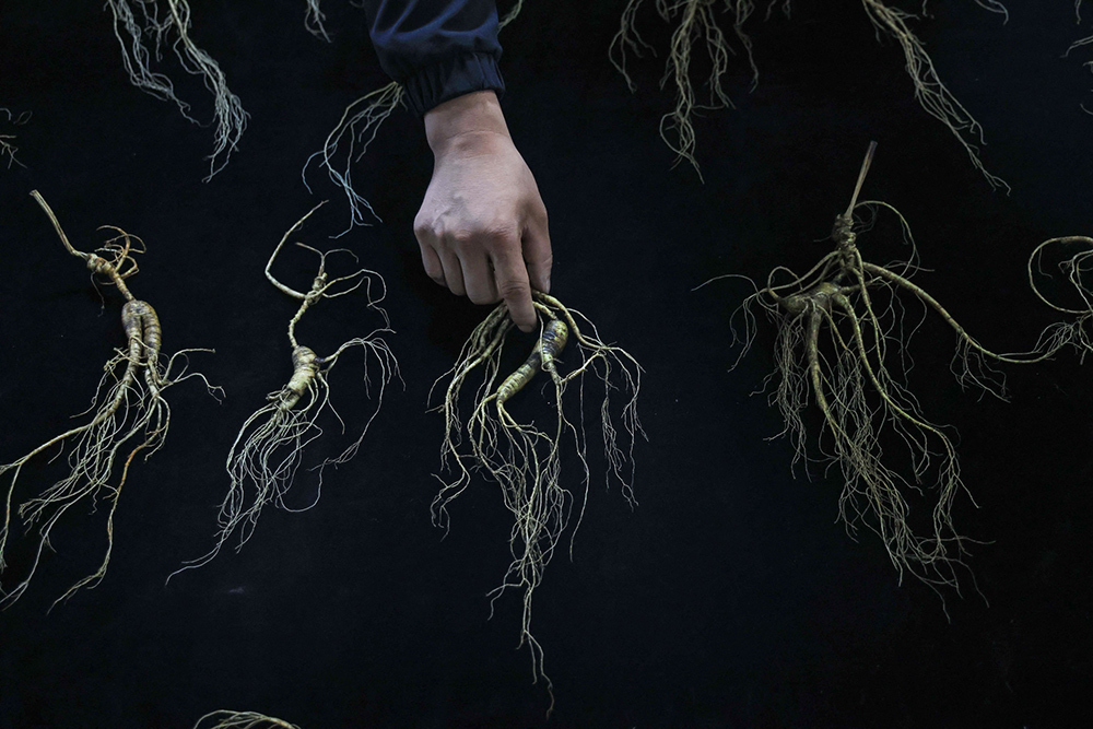 Carefully arranged ginseng roots displayed on a black table cloth