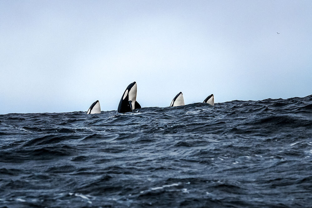Four orcas breach the surface of the ocean