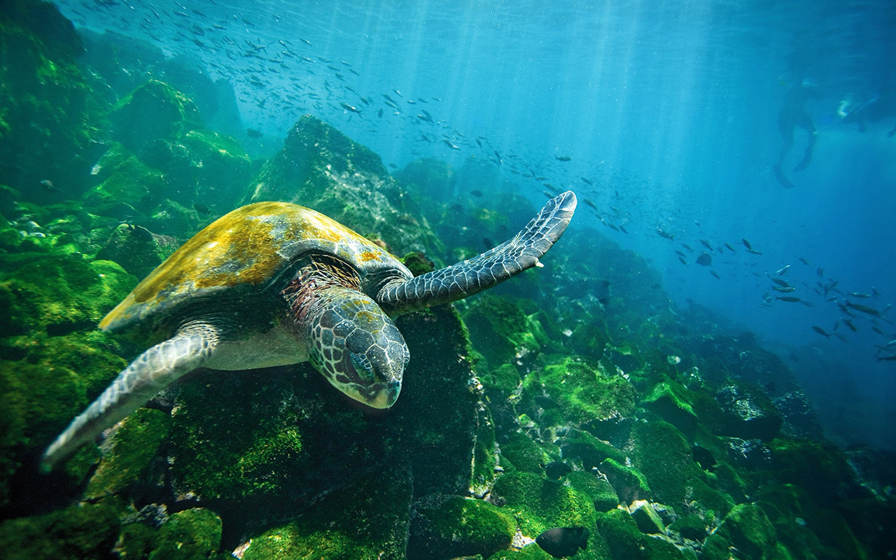 A green sea turtle navigates the azure waters surrounding the Galápagos Islands.