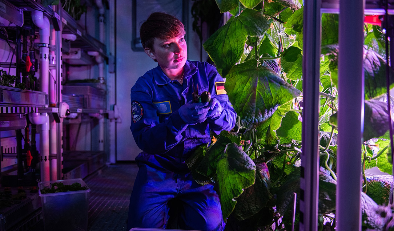 Josefine Stakemann, a geophysicist from Germany's Alfred Wegener Institute, harvests cucumbers in the greenhouse at Neumayer Station in Antarctica.