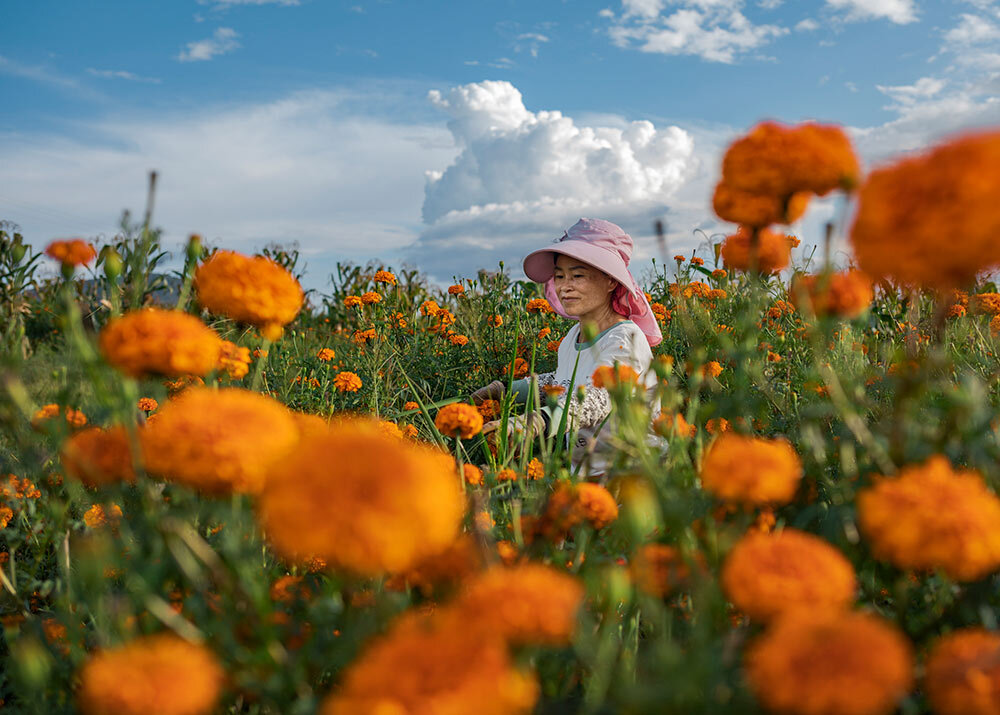 a worker in a marigold field