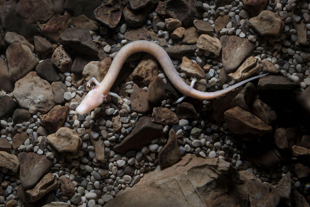 A small, dragon-shaped, pink salamander among some rocks