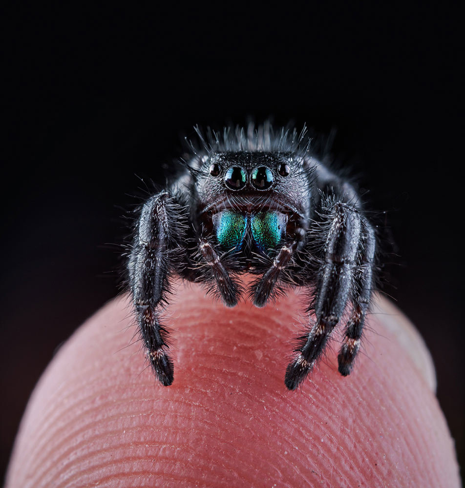 A bold jumping spider perched atop a finger