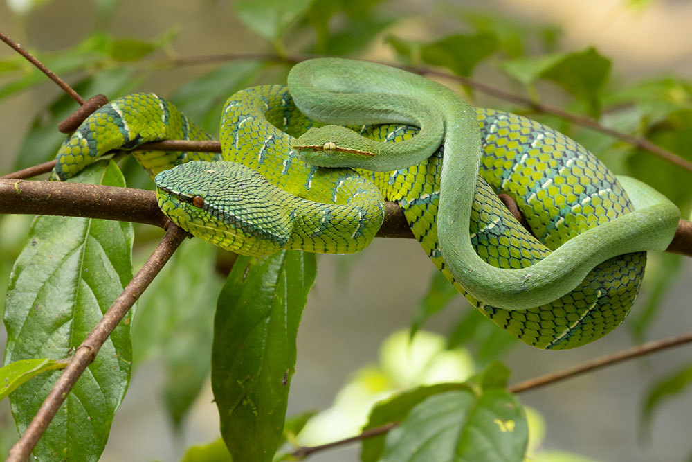 Two green vipers snuggling in an Indonesian jungle