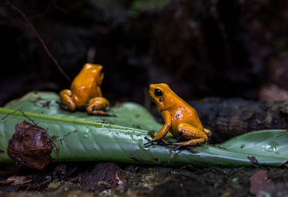 Barely bigger than an inch, a wild endangered golden poison frog packs enough poison to kill 10 adult men. In captivity, it loses its toxicity.