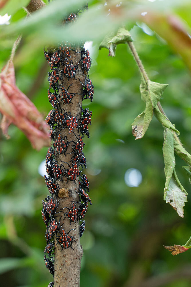 Spotted lanternfly nymphs cluster on a sumac tree branch in Berks County, Pennsylvania.