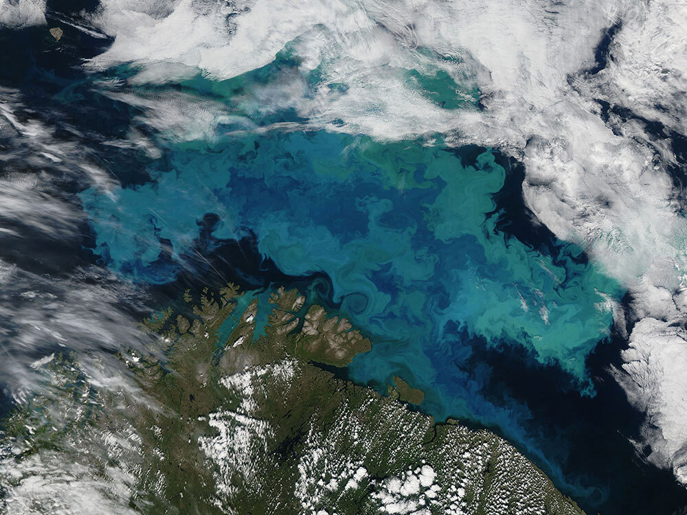 Phytoplankton bloom in the Barents Sea on August 14, 2011. This image was taken by the Moderate Resolution Imaging Spectroradiometer (MODIS) aboard the Aqua satellite.