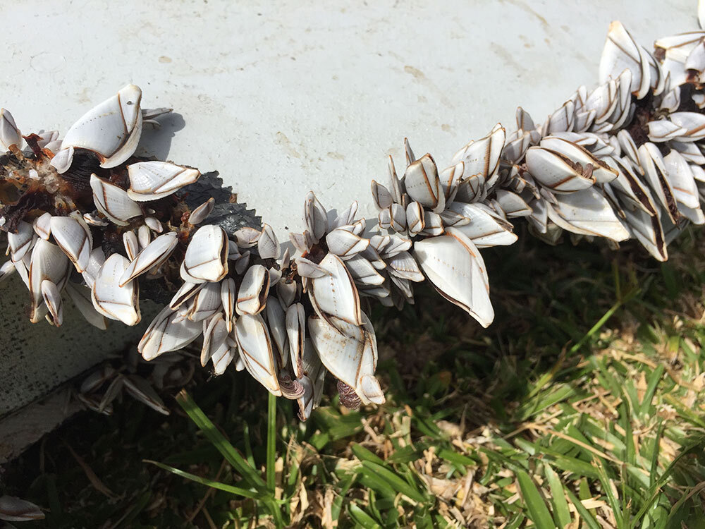 This barnacle-encrusted flaperon was the first piece of debris found from MH 370.