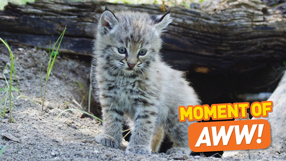 A bobcat kitten