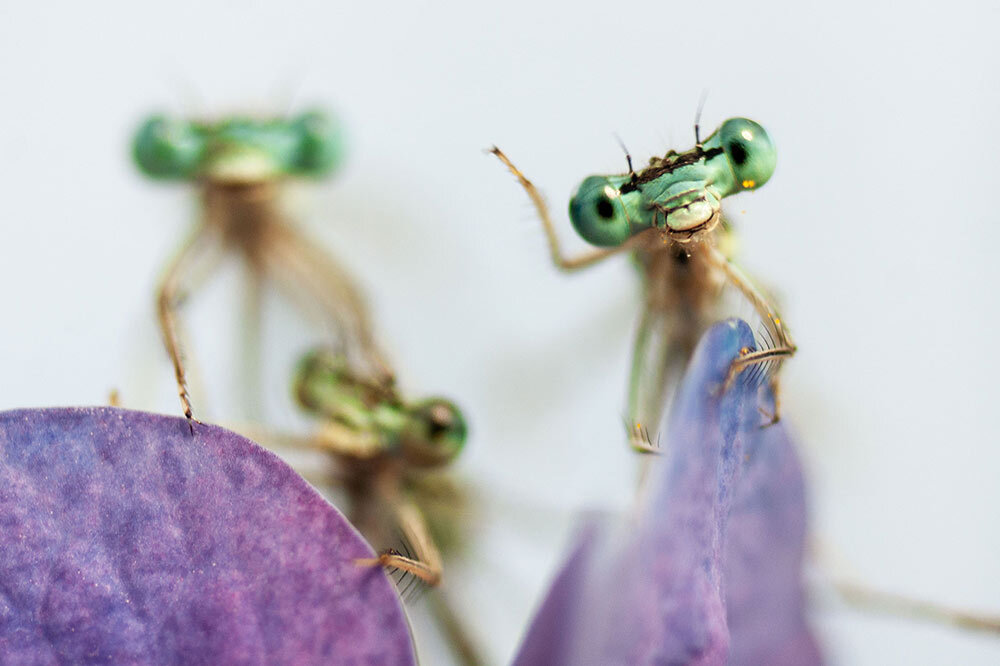 Hatched in local ponds and living among garden plantings, damselflies, cousins of dragonflies, captured photographer Remus Tiplea’s attention and imagination.