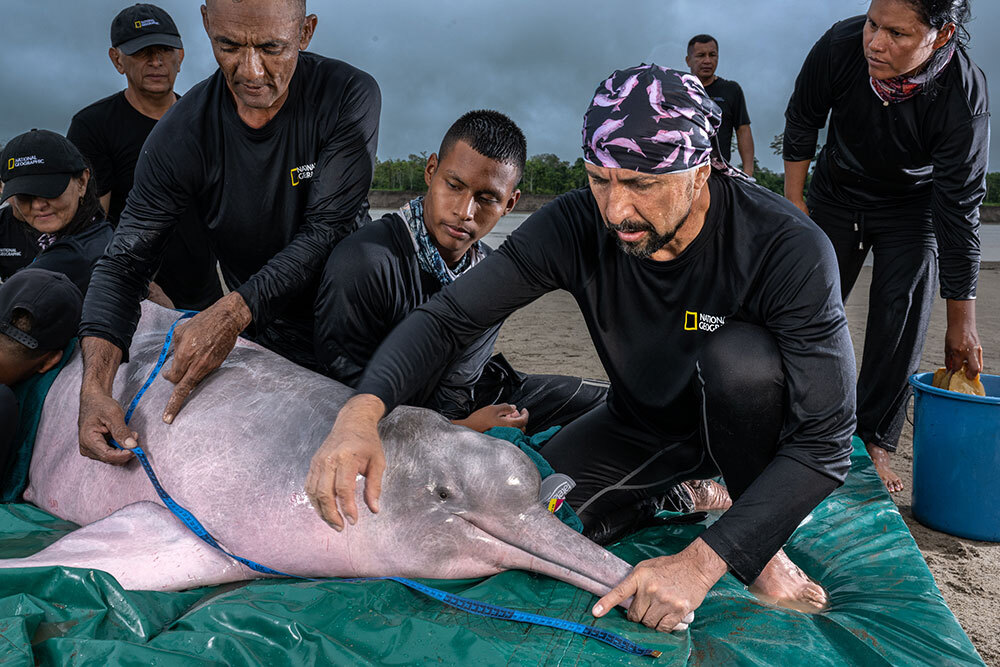 Fernando Trujillo holds the snout of an Amazon river dolphin while his team measures and examines the animal before returning it to the water.