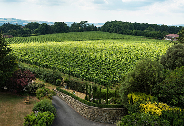 The limestone soil of these English vineyards creates the perfect conditions for growing grapes. In fact, it is known that the vineyard must "suffer" with poor soil and little rain in order to grow the best grapes for wine making.