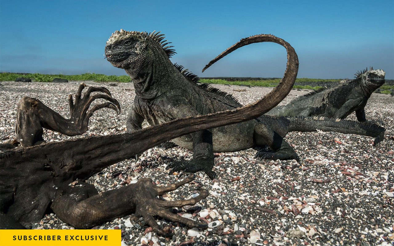 Two marine iguanas seem unfazed by the presence of one of their mummified brethren, dead likely from starvation, on Isla Fernandina. Endemic to the Galápagos, these raccoon-size lizards forage for algae along the shore; larger males dive into the ocean. The algae they eat die in warm water, rendering Darwin’s “imps of darkness” susceptible to climate change.