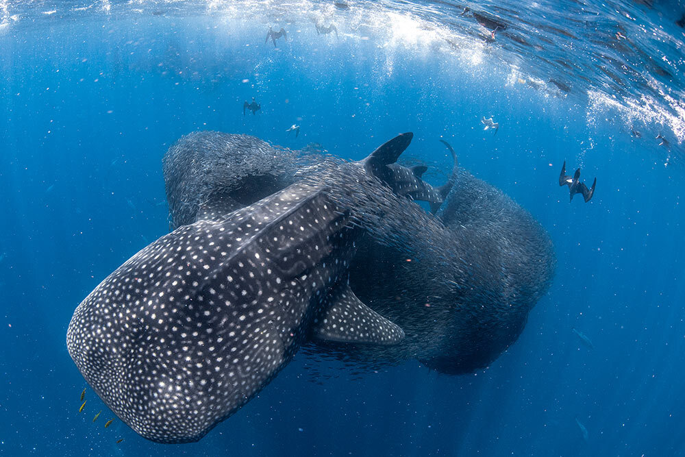 a whale shark