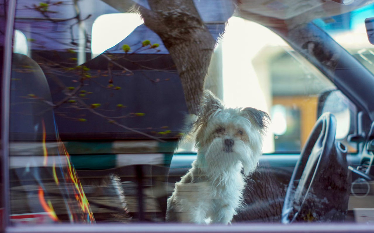 Photographer Tara Wray has been documenting dogs in cars—including these two, pictured in Windsor, Vermont—as a “meditation on canine isolation” since 2009.