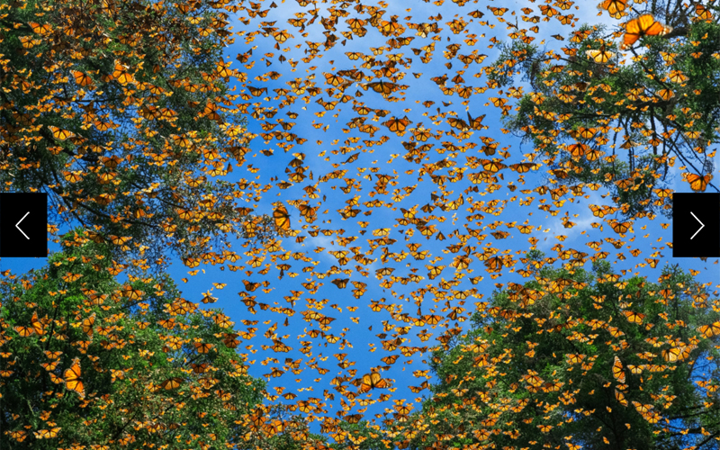 Butterflies stream through the trees in El Rosario, a sanctuary within the Monarch Butterfly Biosphere Reserve in Michoacán, Mexico. Migrating monarchs winter in the same oyamel fir groves that sheltered earlier generations. 