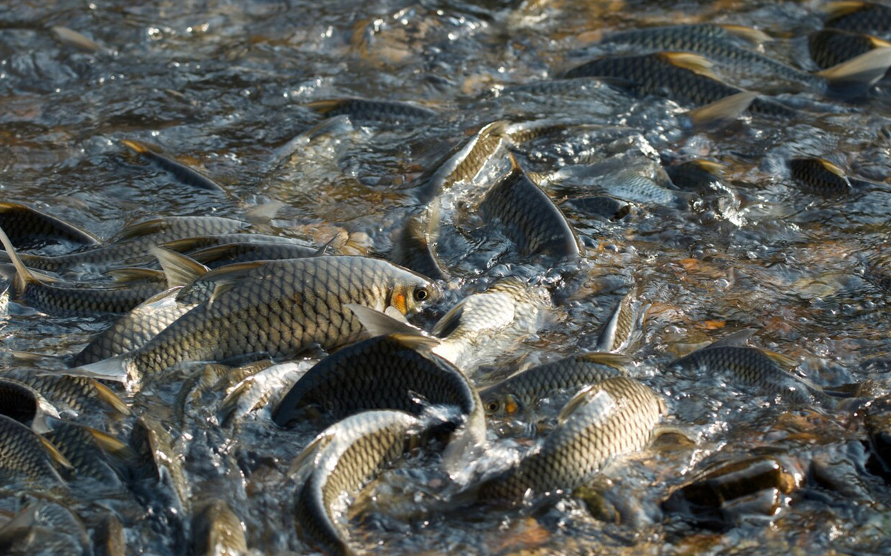 This freshwater fish species, Hypsibarbus salweenensis—a type of carp— responds well to being protected in a reserve. Their reproductive success shows that even small reserves are large enough to protect some fish throughout their lifecycle.