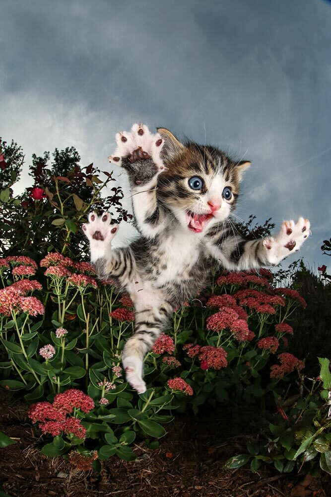 A kitten mid-pounce in Decatur, Illinois.