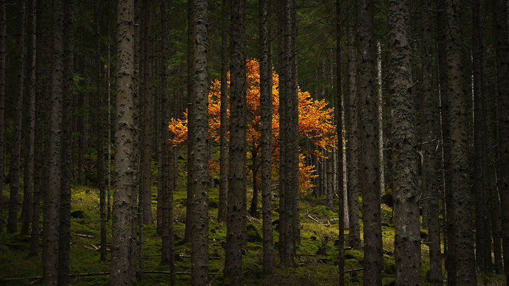 A picture of a golden tree in a forest