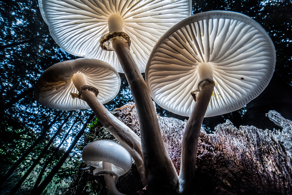 Group of four porcelain mushrooms from underneath through whitish parasols