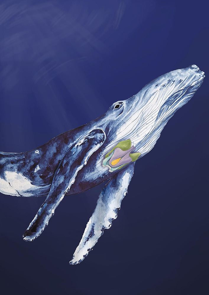 An illustration of a humpback whale shows its pink, u-shaped larynx.