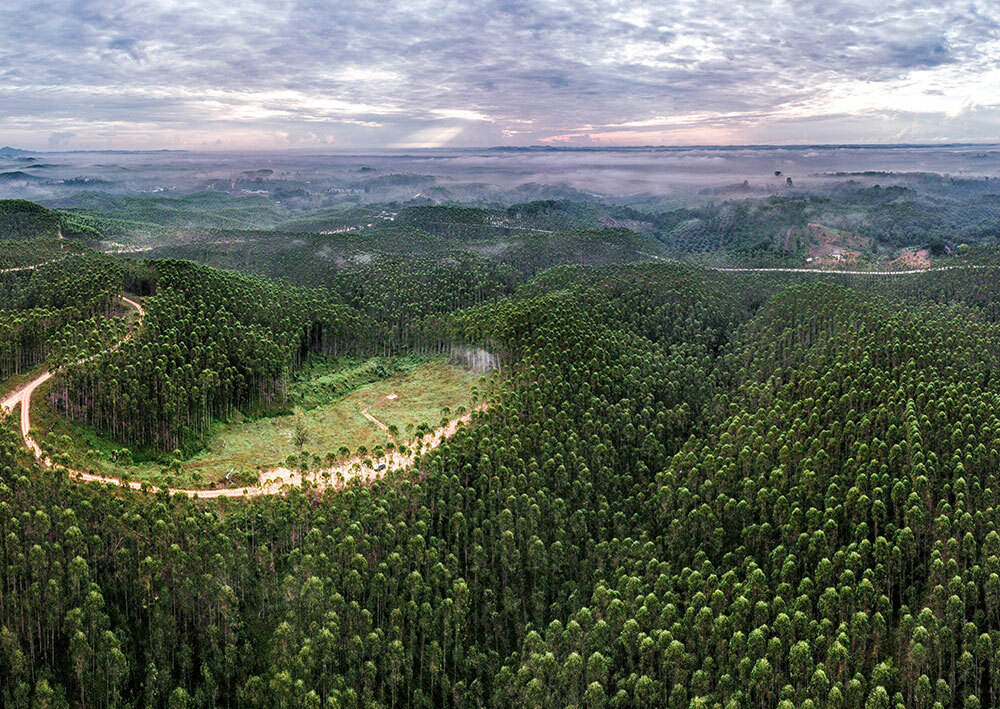 An aerial photograph of a large forest with a road winding through it