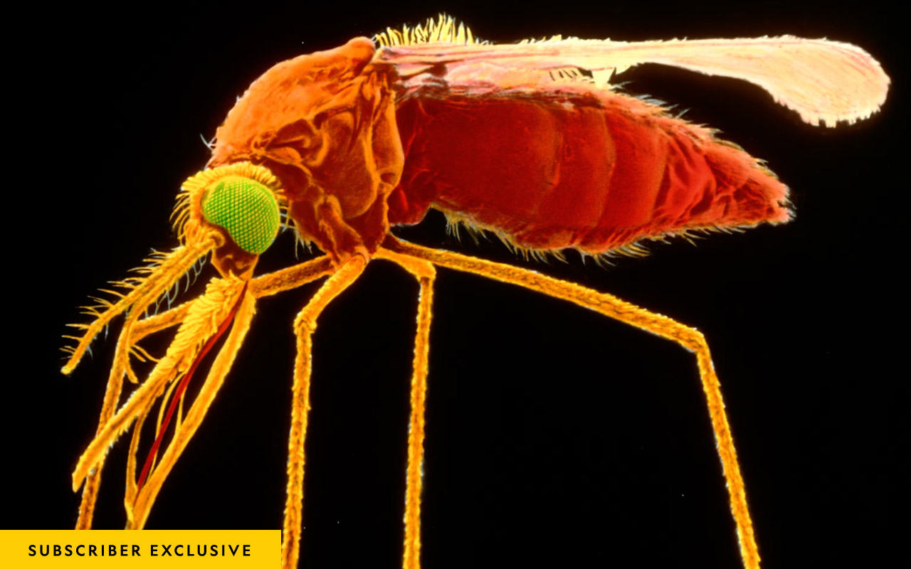 Colored scanning electron micrograph of a female specimen of the mosquito species, Anopheles gambiae.