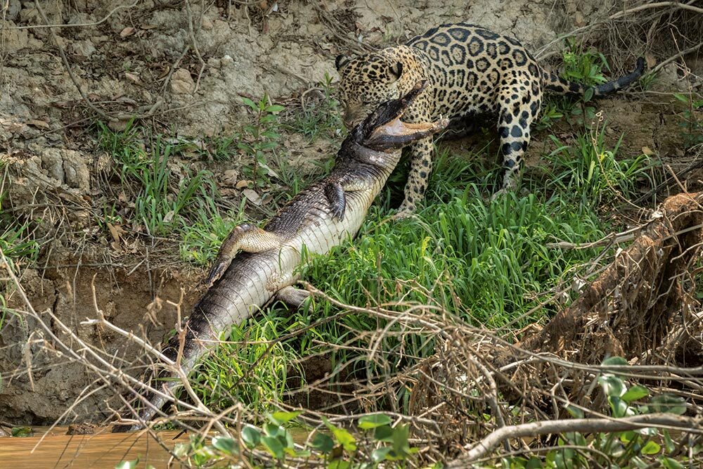 This jaguar makes a precise incision on this caiman’s vulnerable neck for a nasty dinner.