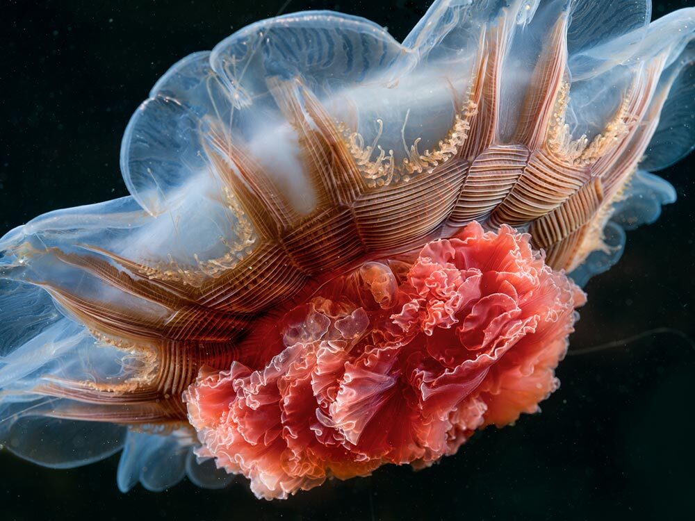 Marine biologist Alexander Semenov calls the lion’s mane jellyfish the queen of the Arctic seas