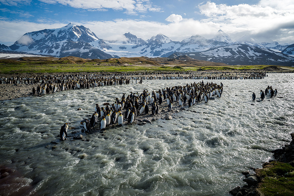 king penguins on South Georgia Island