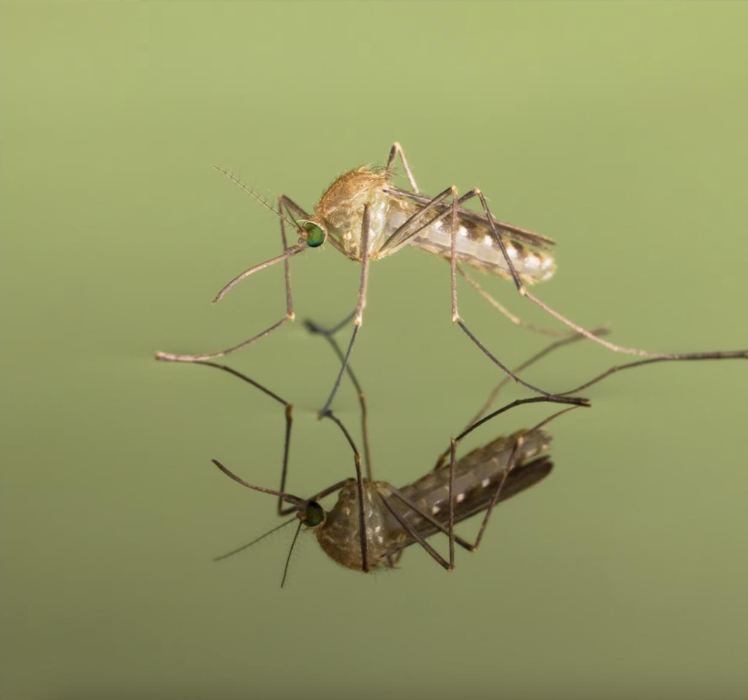 A freshly hatched mosquito (Culicidae) sits on the surface of water—where the insects are often known to breed.