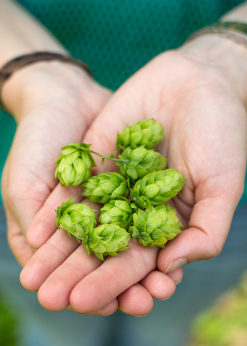 These plants provide beer with its signature taste and aroma, and studies in cells and animals hint that some compounds could bring health benefits for humans.  