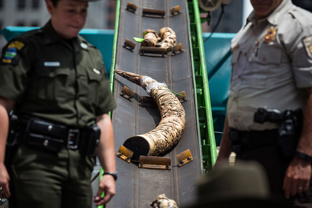 officers destroy ivory