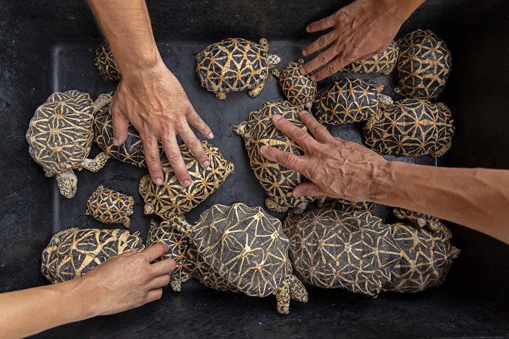 Indian star tortoises for sale