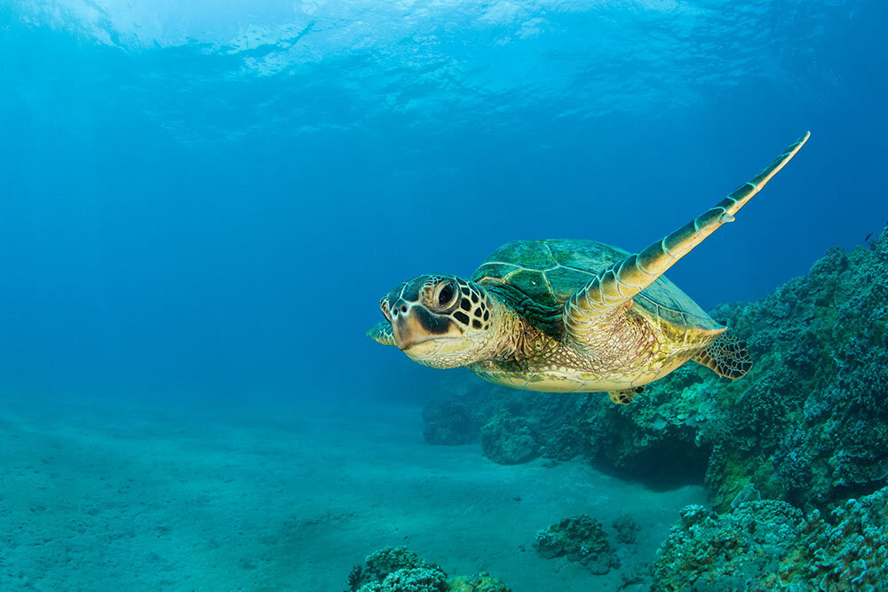 Sea turtles around Enewetak Atoll show nuclear signature from U.S. weapons testing decades before.