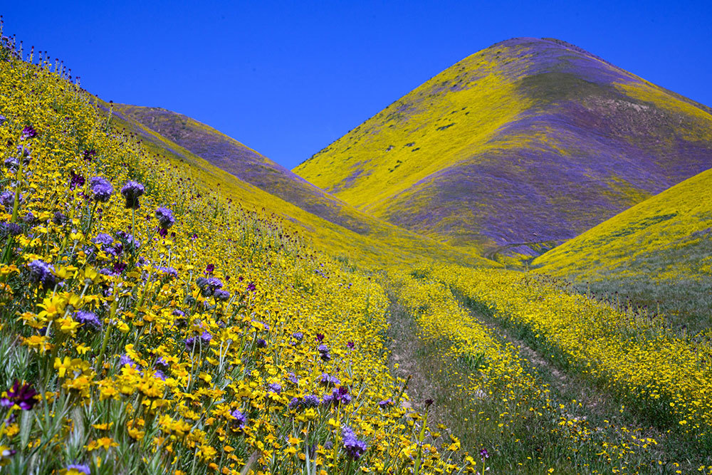 A picture of yellow and purple flowers blanketing hillsides