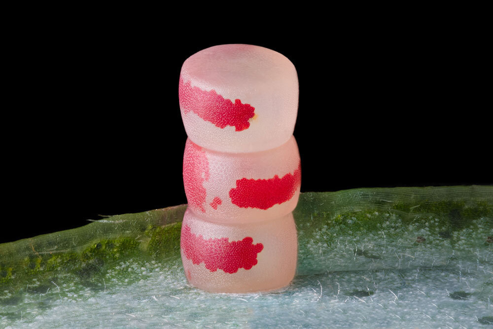 Three pink jelly-like cylinders sit stacked on a leaf