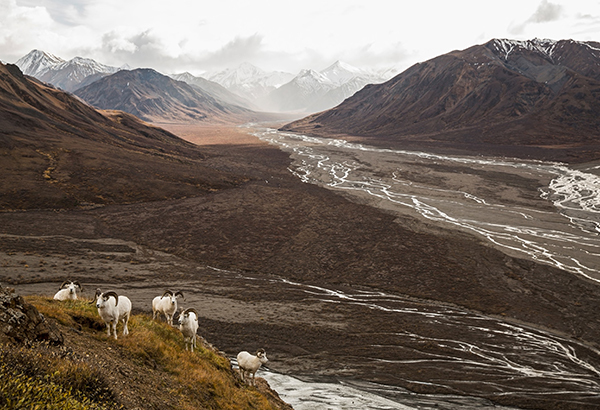 Dall's sheep above the Toklat River in Denali National Park. Climate change is thawing the topmost layer of permafrost in much of the park, disrupting the main park road.