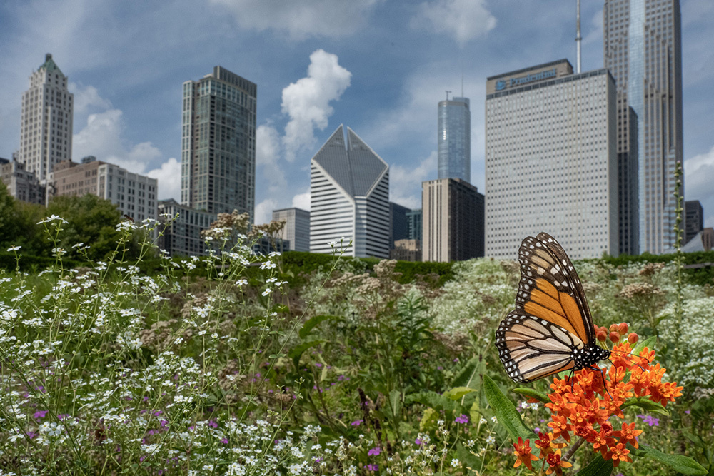 A migratory monarchs rests in Lurie Gardens, part of Chicago's Millenium Park. Citizen science data suggests the insect subspecies is more plentiful than thought.