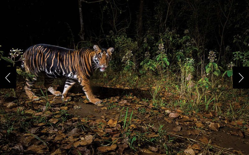 The Similipal Tiger Reserve covers more than a thousand square miles in eastern India and is home to the world’s only wild population of pseudo-melanistic tigers, also called black tigers for their extra-wide stripes. 