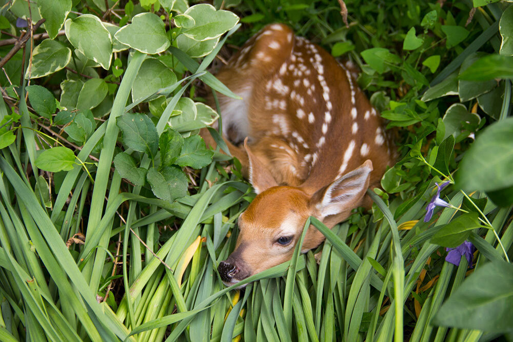 a white-tailed deer fawn