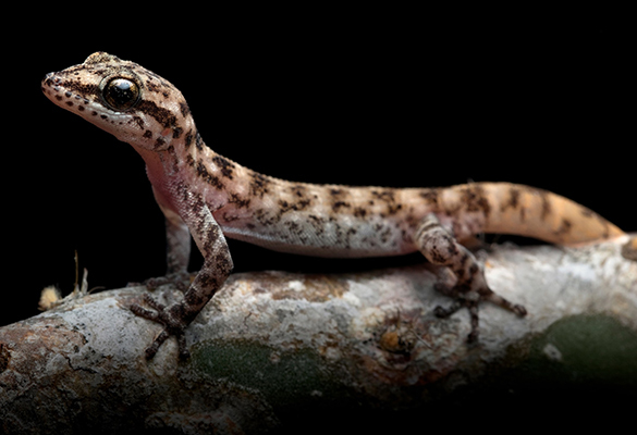 Once thought a subspecies of another gecko, Phyllodactylus maresi was described as unique.