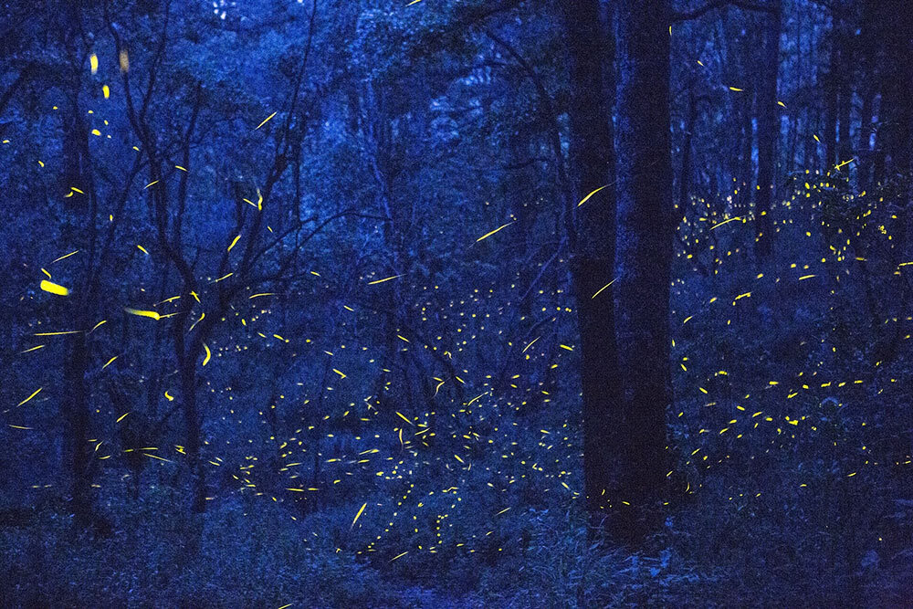 fireflies