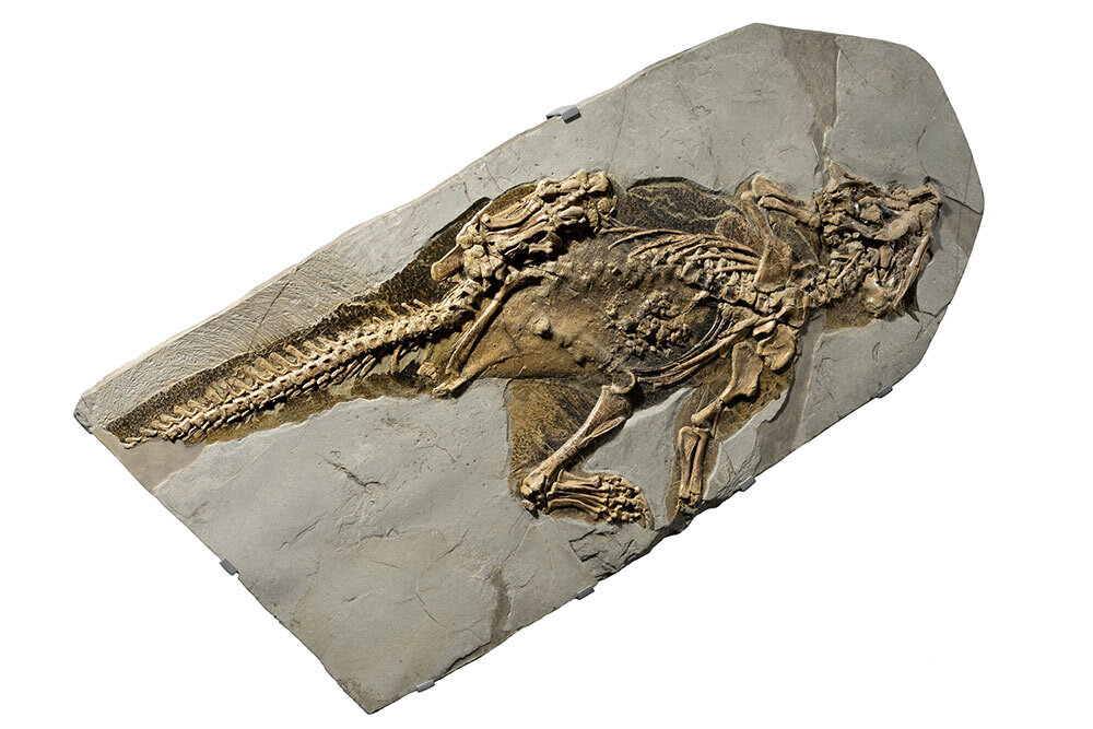 Found in China's Liaoning Province, the Psittacosaurus fossil now sits on display in Frankfurt, Germany’s Senckenberg Natural History Museum, where it has yielded one discovery after another